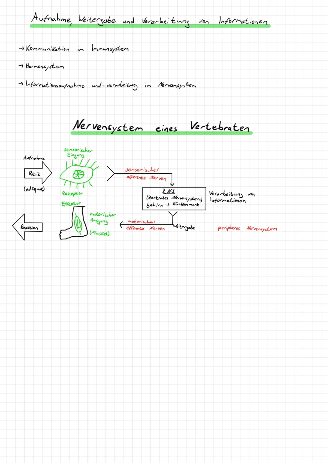 Aufnahme, Weitergabe und Verarbeitung von Informationen
→Kommunikation im Immunsystem
→Hormonsystem
→Informationsaufnahme und -verarbeitu