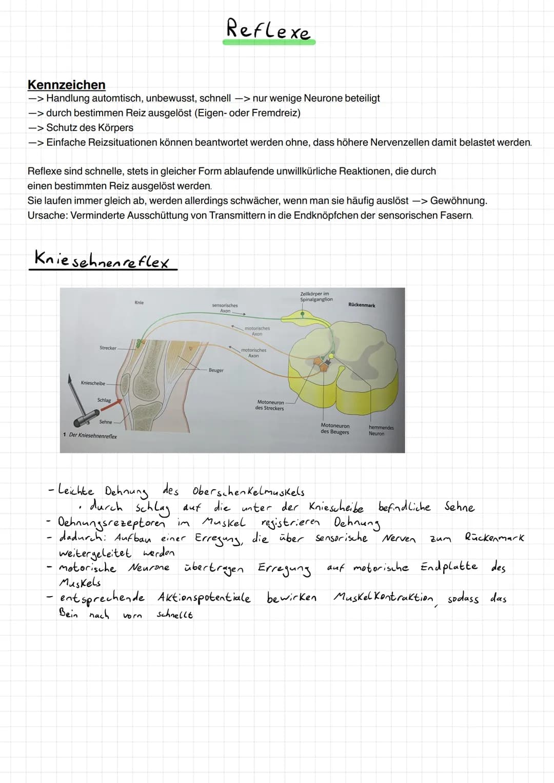 Aufnahme, Weitergabe und Verarbeitung von Informationen
→Kommunikation im Immunsystem
→Hormonsystem
→Informationsaufnahme und -verarbeitu