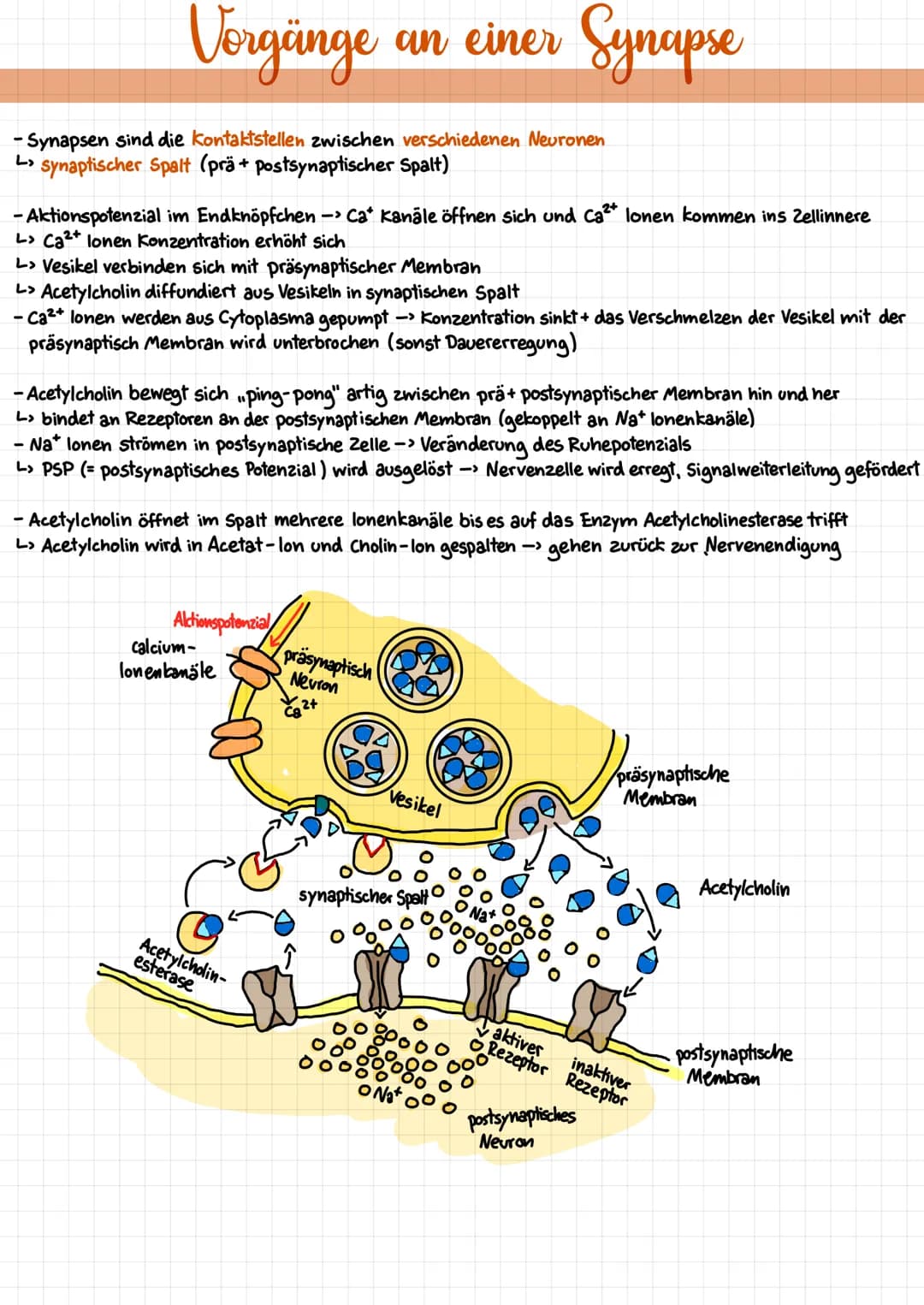# Nervenzelle
Neuronen
Dendriten
Zellkern
Axonhügel
Schwannsche
Zelle
Axon
Ranvier'scher
Schnürring
Endzweigung
des Axons
synaptische