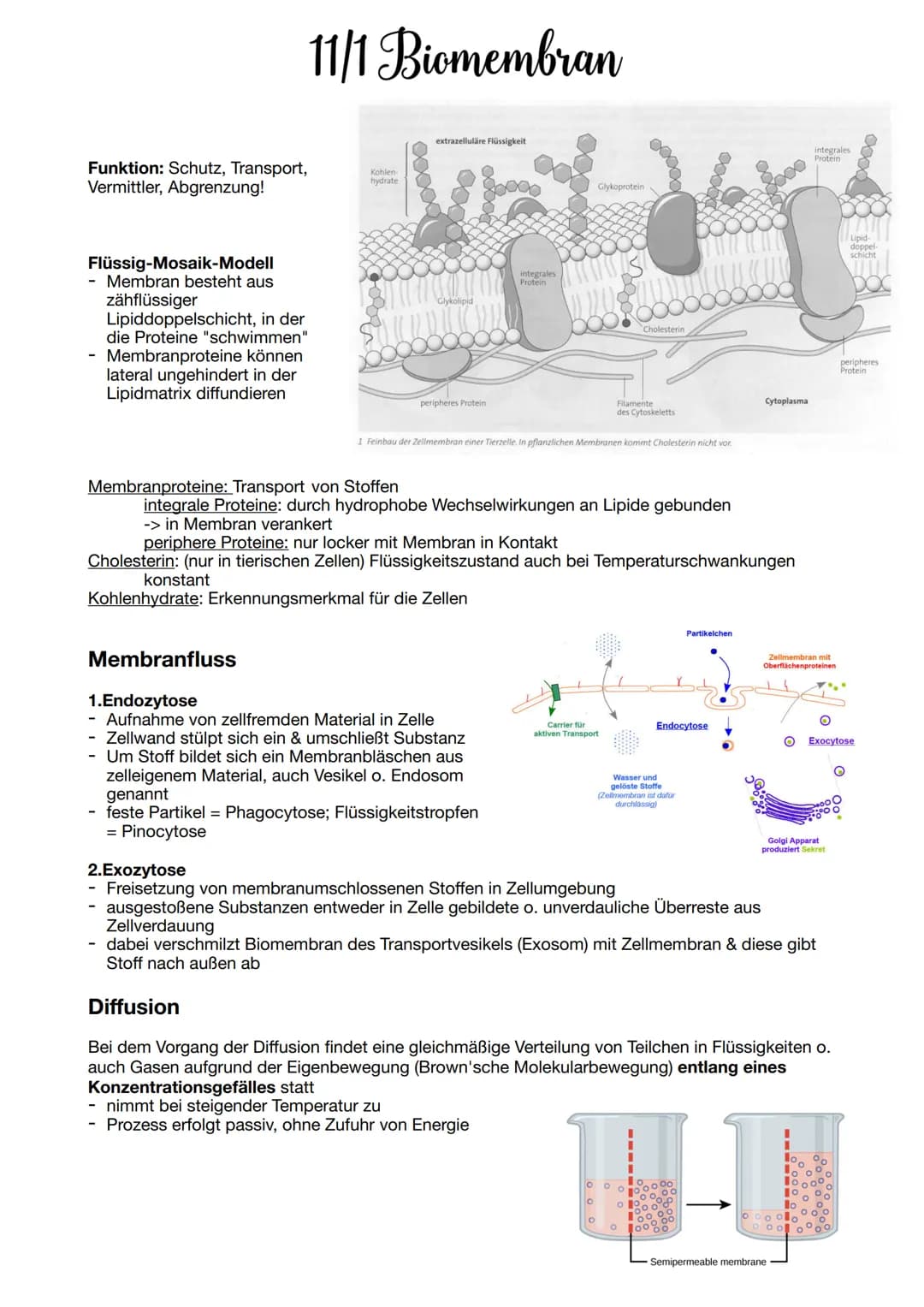 # 11/1 Biomembran
Funktion: Schutz, Transport,
Vermittler, Abgrenzung!
Flüssig-Mosaik-Modell
- Membran besteht aus
zähflüssiger
Lipiddoppe