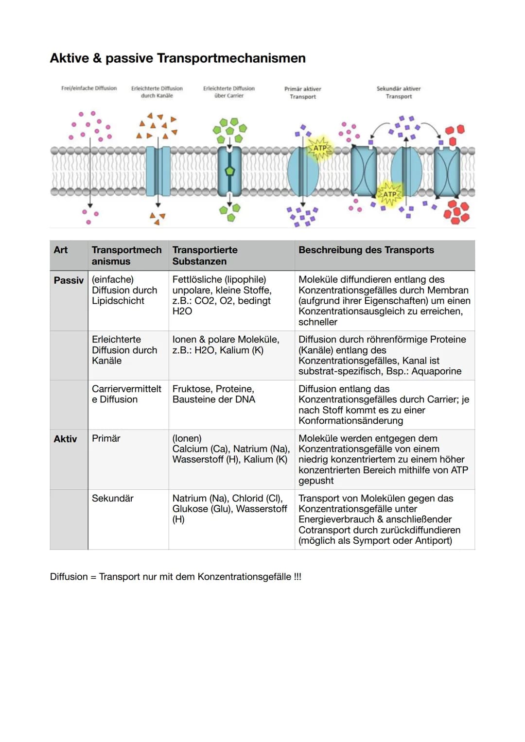 # 11/1 Biomembran
Funktion: Schutz, Transport,
Vermittler, Abgrenzung!
Flüssig-Mosaik-Modell
- Membran besteht aus
zähflüssiger
Lipiddoppe