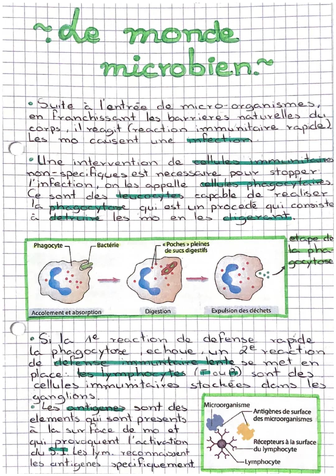 # de monde
microbien.
• Suite à l'entrée de micro-organismes,
en franchissant les barrieres naturelles du
corps, il reagit (reaction immuni