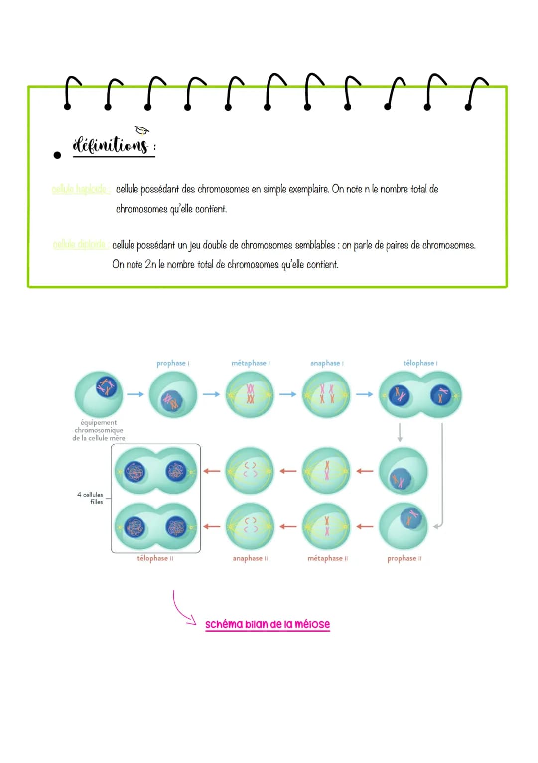 # sciences de lu Vie et de lau
terre
# Chapitre 1: Le Cycle
cellulaire des eucaryotes
I-LA MITOSE: UNE REPRODUCTION CONFORME DE LA CELLUL