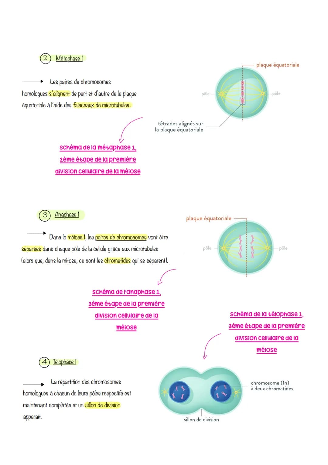# sciences de lu Vie et de lau
terre
# Chapitre 1: Le Cycle
cellulaire des eucaryotes
I-LA MITOSE: UNE REPRODUCTION CONFORME DE LA CELLUL