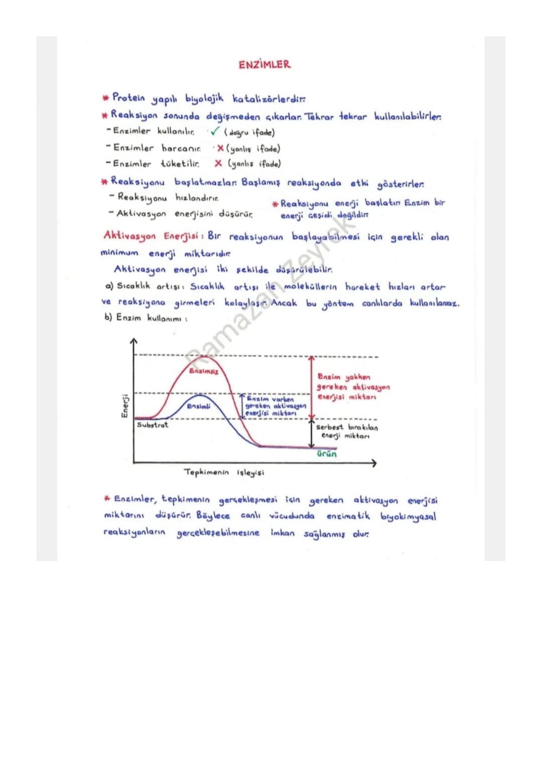 ENZİMLER
* Protein yapılı biyolojik katalizörlerdir
* Reaksiyon sonunda değişmeden çıkarlar. Tekrar tekrar kullanılabilirler.
-Enzimler kull