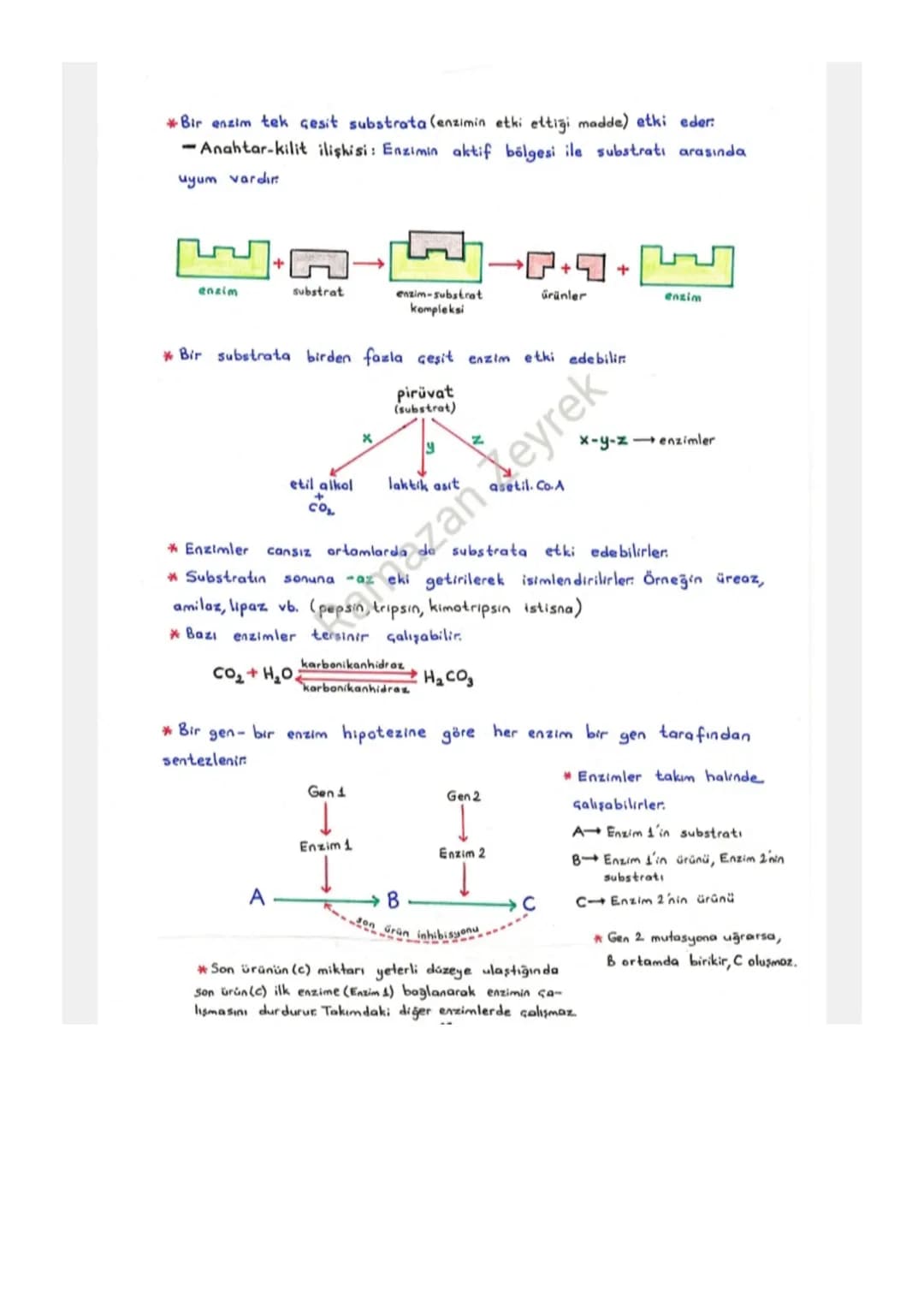 ENZİMLER
* Protein yapılı biyolojik katalizörlerdir
* Reaksiyon sonunda değişmeden çıkarlar. Tekrar tekrar kullanılabilirler.
-Enzimler kull