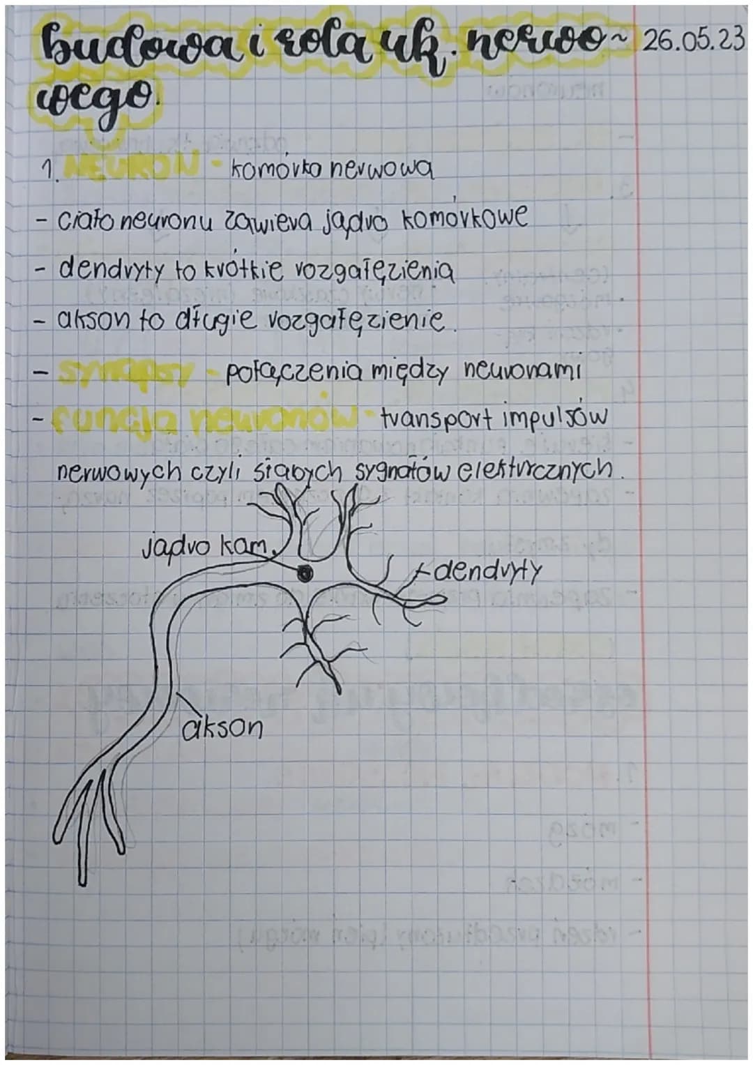 # budowa i rola uk. nowoo~ 26.05.23
wego
1.
- komórka nerwowa
- ciato neuronu zawiera jadro komórkowe
- dendvyty to krotkie vozgałęzien