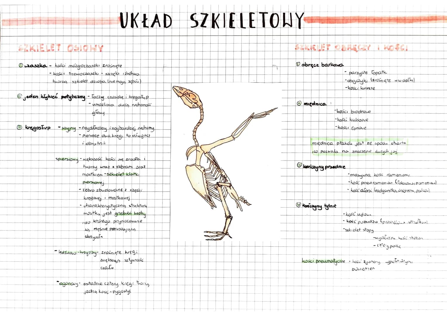 # Ptaki
* zwierzęta stałociepine (38%-44°C)
* umiejętność aktywnego lotu
## RÓŻNORODNOŠĆ
DRAPIEŻNE
* astre szpony, 20 krzywiony d