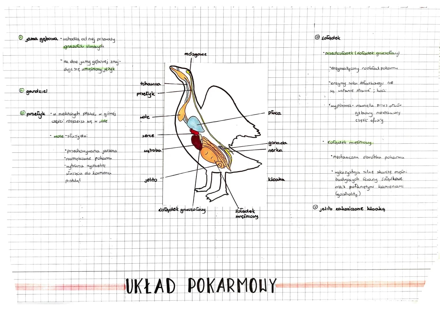 # Ptaki
* zwierzęta stałociepine (38%-44°C)
* umiejętność aktywnego lotu
## RÓŻNORODNOŠĆ
DRAPIEŻNE
* astre szpony, 20 krzywiony d