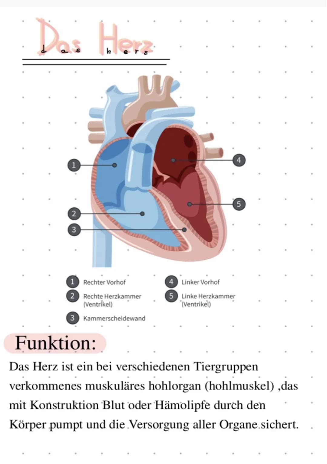 # Das Herz
3
4
5
1 Rechter Vorhof
2 Rechte Herzkammer
(Ventrikel)
(3) Kammerscheidewand
# Funktion:
4 Linker Vorhof
5 Linke Herzkam
