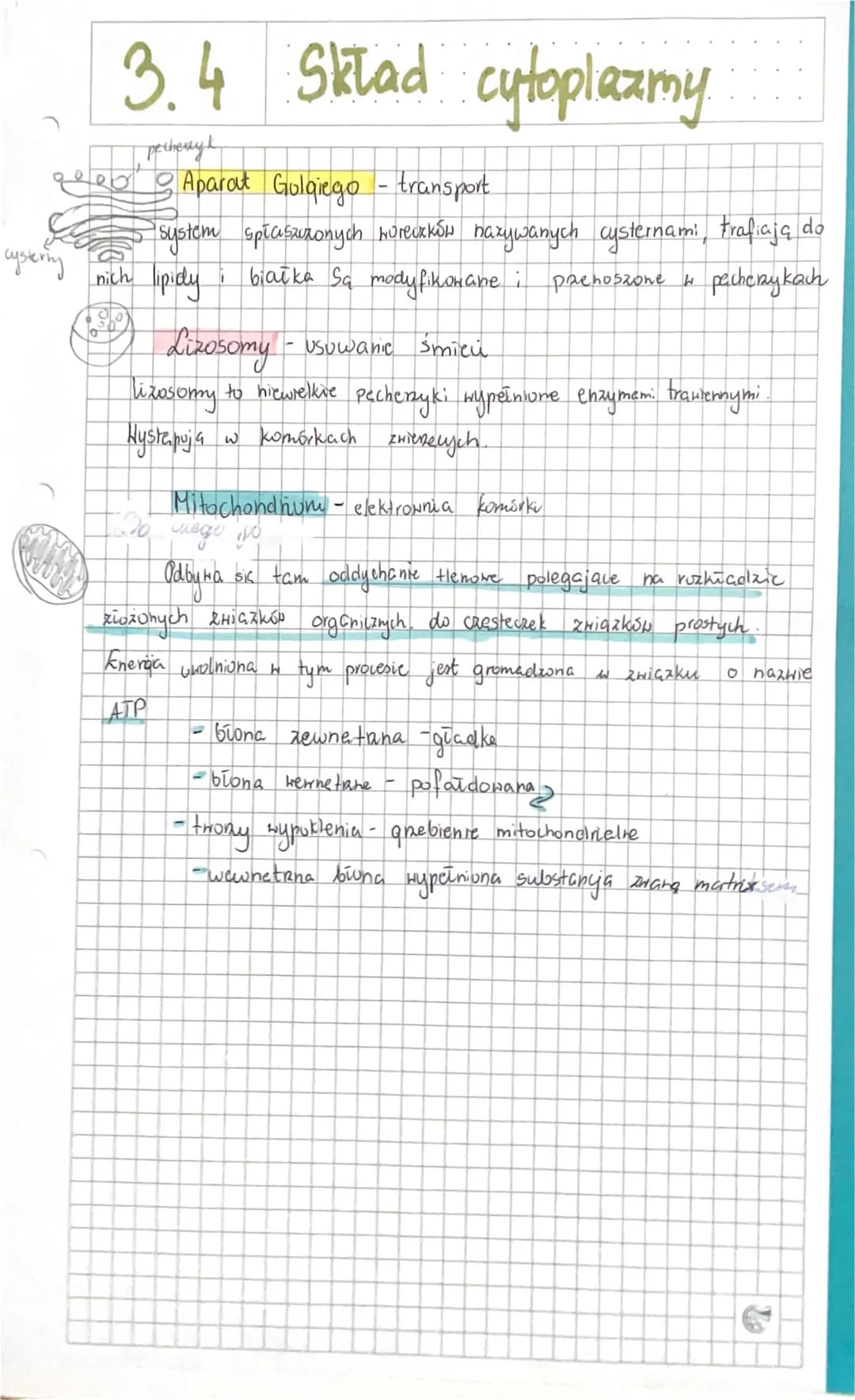 3.4 Składniki cytoplazmy
1) Czym jest cytozol?
> pot plynny
Cytozol - Funkije
> niejednorodds, galoretowata substanija
> H20 Substanye nieo