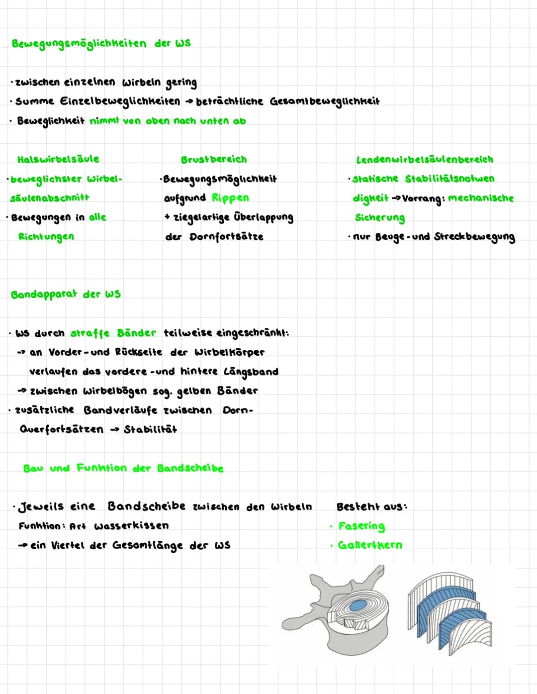 wirbelsäule - Verbindung von Schulter-und Hüftgürtel
Funktionen: Schutzfunktion Cschützt Rückenmark)
•Stütz funktion
Federungsfunktion
B