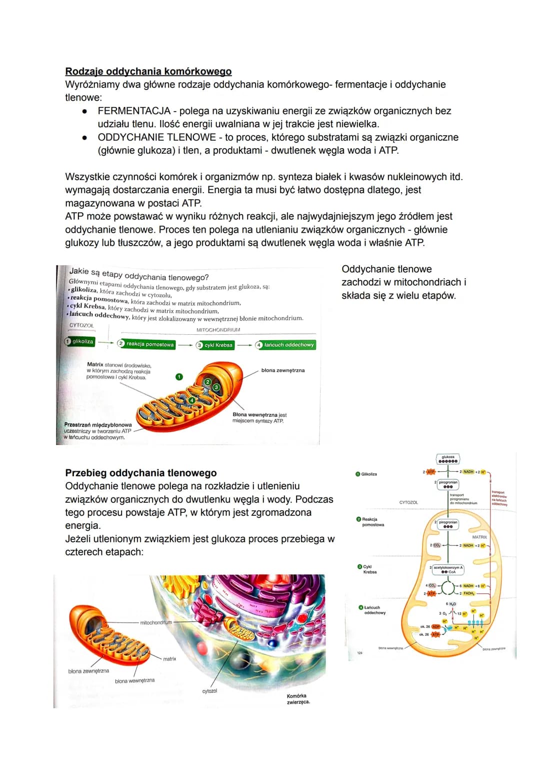 # Biologia
## Czym jest metabolizm?
Metabolizm to ogół przemian chemicznych i energetyczny, które zachodzą w organizmie w
zależności od te