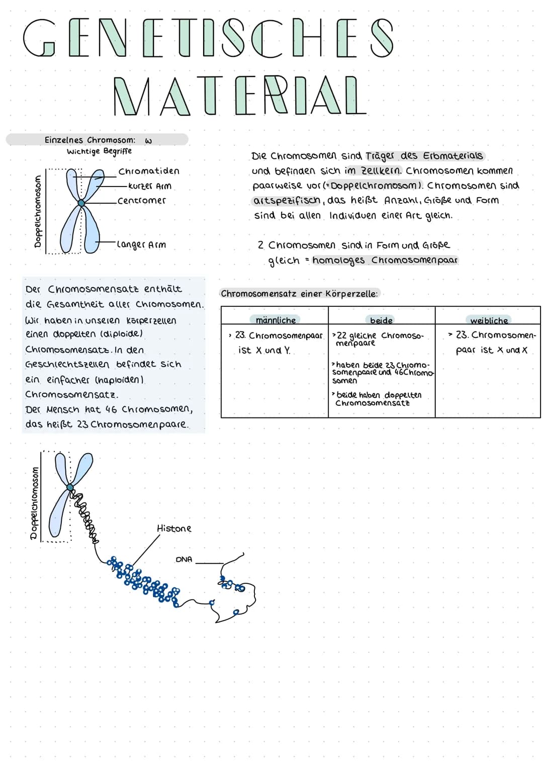 # GENETISCHES
# MATERIAL
Doppelchromosom
Einzelnes Chromosom: w
Wichtige Begriffe
Chromatiden
-kurzer Arm
Centromer
-Langer Arm
Die Chr