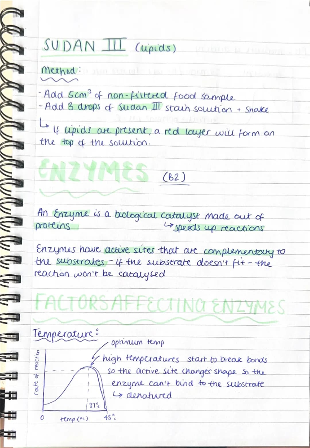 Cell Biology
Cell Structure:
•There are two types of cells; Eukaryotes and Prokaryores
e.g. plant + animal cells = Eukaryotic and Bacteria =