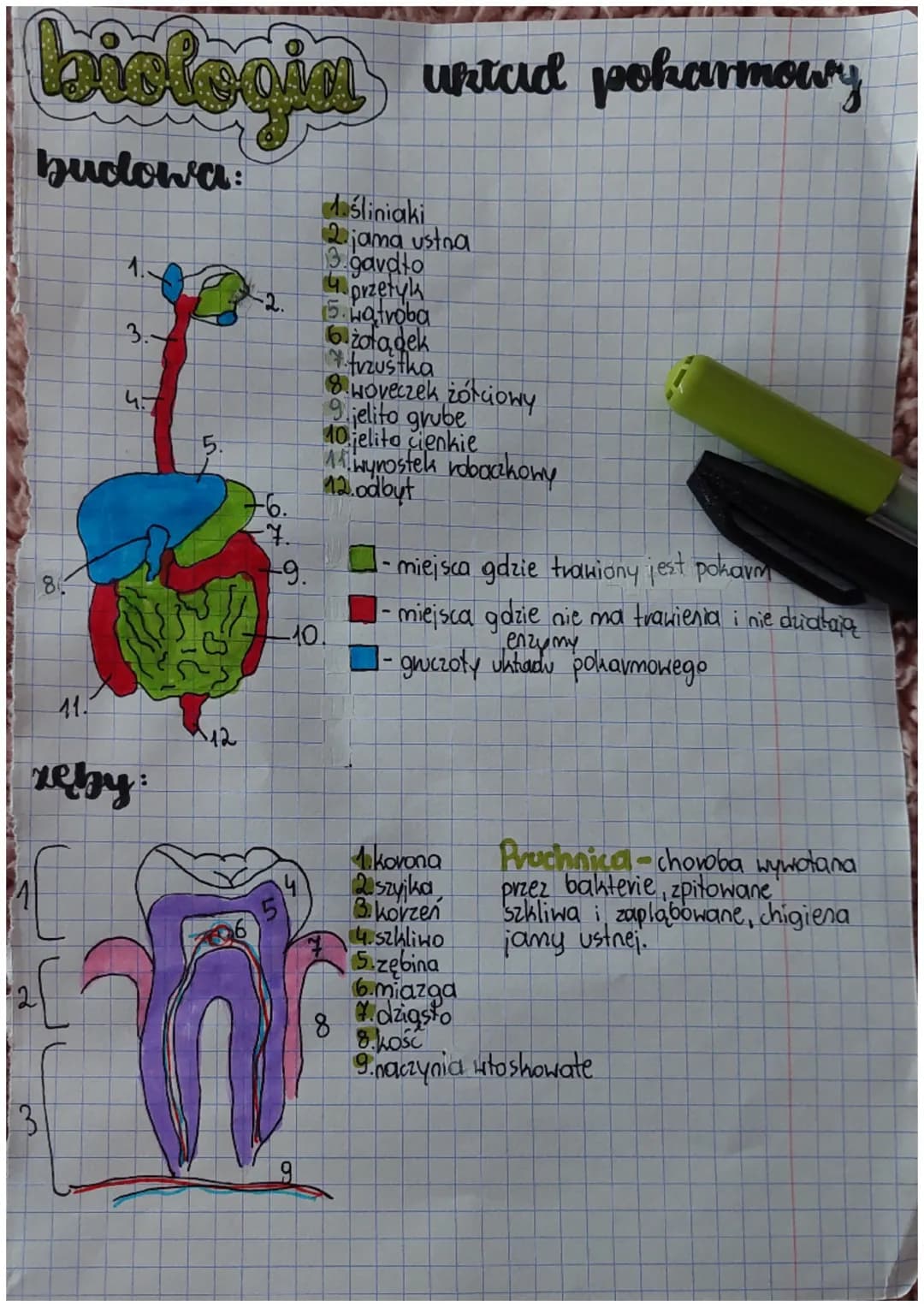 # biologia układ pokarmowy
budowa:
1 śliniaki
2 jama ustna
3. gardło
4. przełyk
5. wątroba
6 żołądek
7 trzustka
8. pęcherzyk żółciowy
9. j
