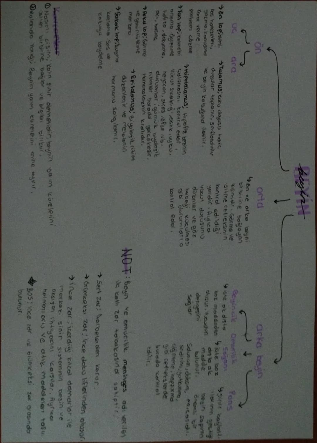 UG
ön
ön lopistemi
kas hareketleri,
gazme, konuşma
Carar vermer
problem çözme
ara
Yan lop, Kenneti
amama ögrenme
holizo, dokunma,
aci, b