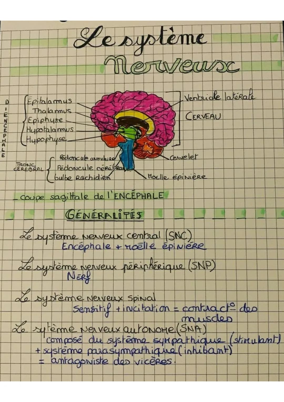 # Le système
# Nerveus
DIENCEPHALE
* Epitalamus
* Thalamus
* Epiphyse
* Hypotalamus
* Hypophyse
Ventriale latérale
CERVEAU
T