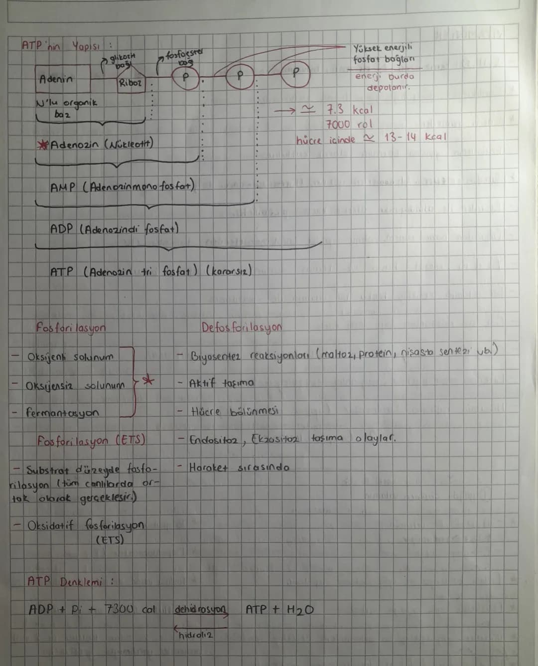 ATP (Adenizim Tri Fosfot)
- Tum canı hücrelerde sentezlenir.
- Organik bir mokküldür. (Adenin Ribonükleotit yapılıdır.)
- C,H,O,N,P eleme