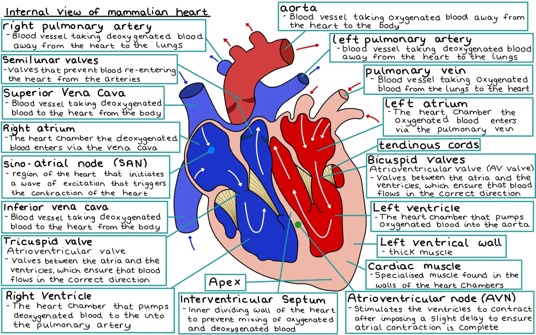 Internal view of mammalian heart
right pulmonary artery
- Blood vessel taking deoxygenate
away from the heart to the lungs
Semilunar valve