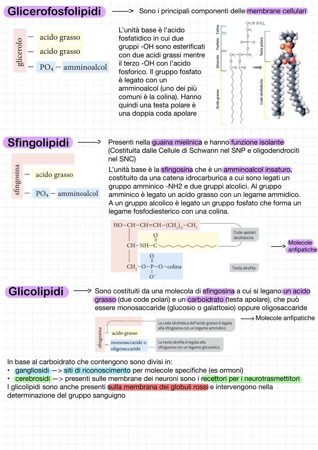 # Lipidi
Classe di composti eterogenei con diversa struttura e proprietà
Sono tutti insolubili in acqua ma solubili in solventi organici apo
