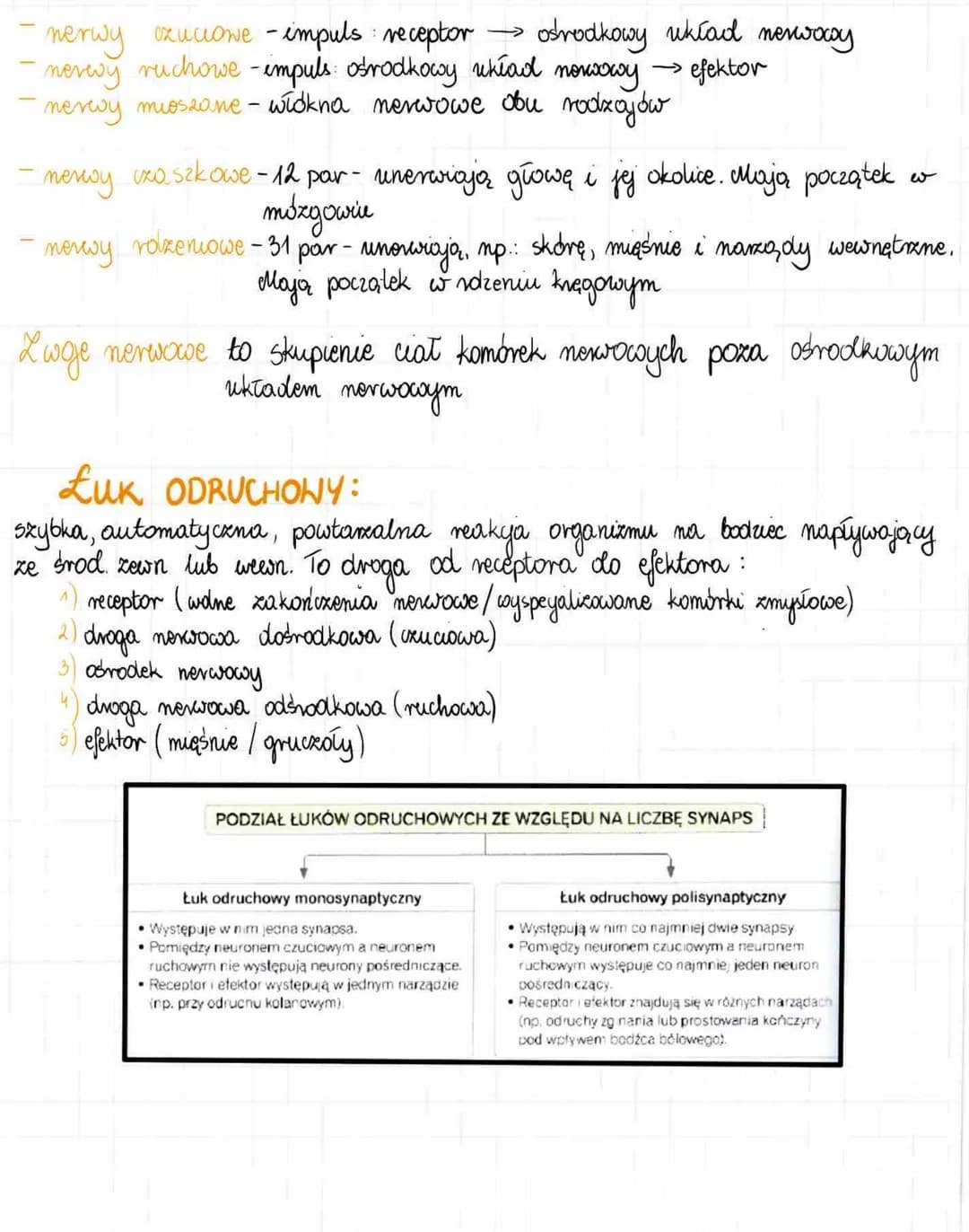 2. Budowa i działanie układu now.
- reguluje, koordynuje wszystkie procesy
w organizmio;
- odbiera informacje z wnętrza organizmu
i ze śro
