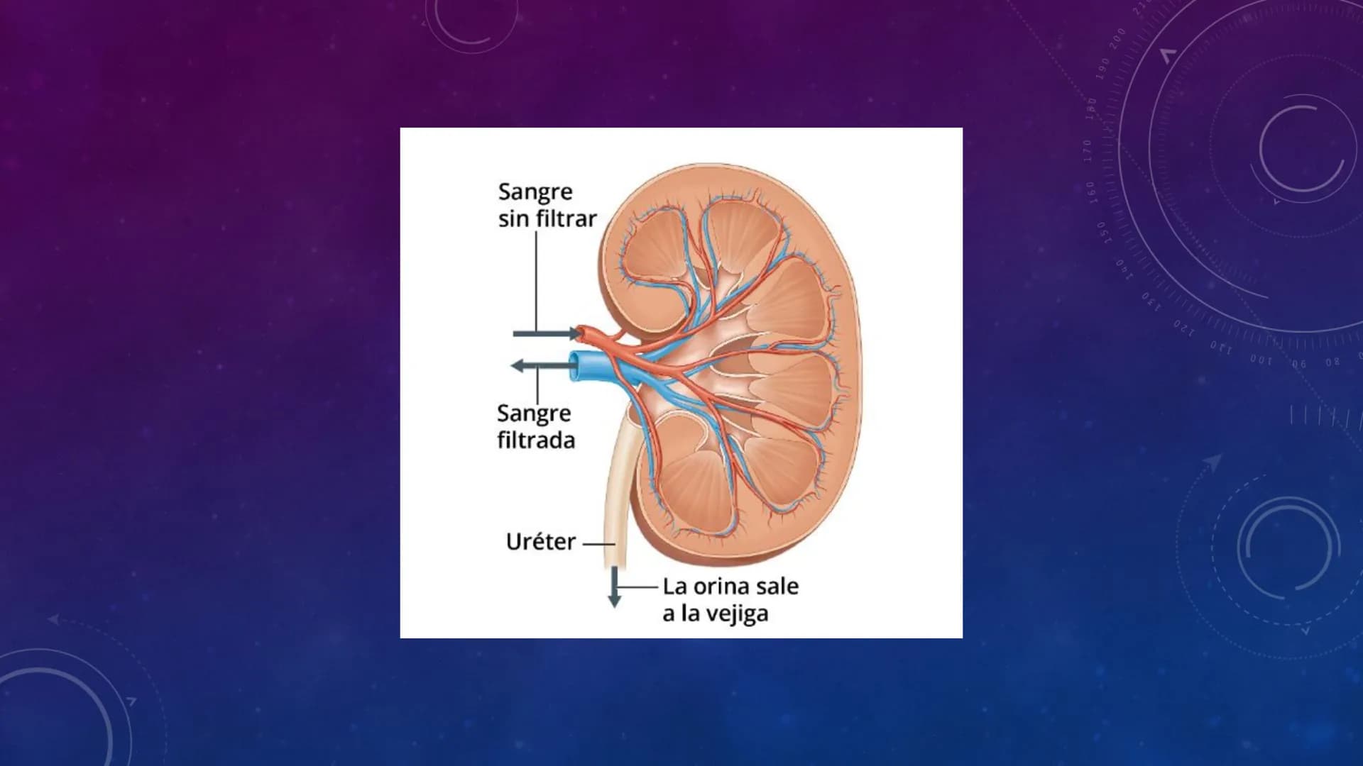 3º ESO
EL APARATO EXCRETOR
V
40
150
160
170
180
190 200
210
220
C
230
240
250 260 # FUNCIÓN
La función del aparato
excretor consiste en r