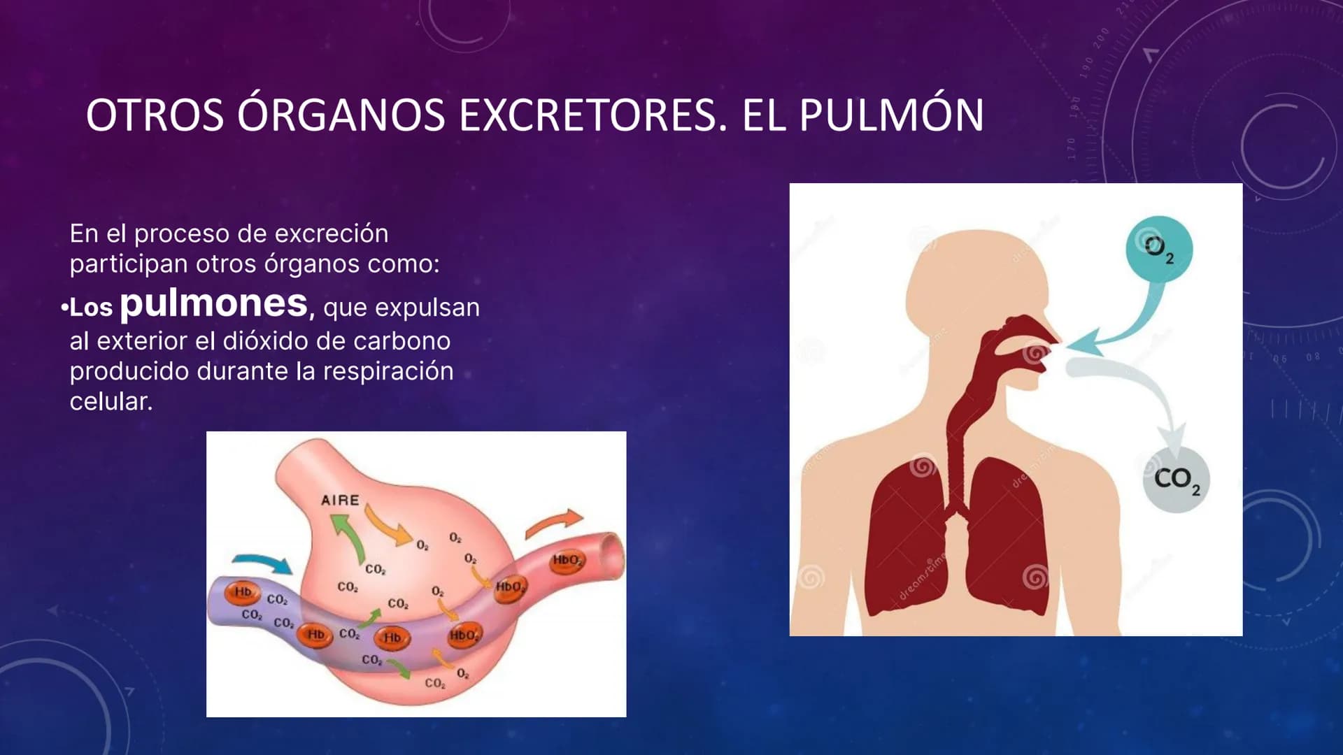 3º ESO
EL APARATO EXCRETOR
V
40
150
160
170
180
190 200
210
220
C
230
240
250 260 # FUNCIÓN
La función del aparato
excretor consiste en r
