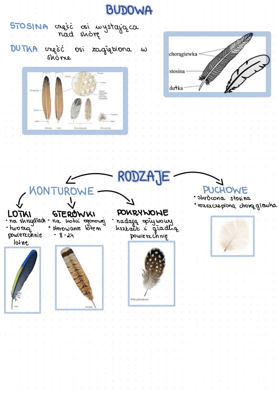 # ptalri
- żuchwowce,owodniowce, staïocieplne
- pierwotnie lądowe
- prxystosowane do lotu
- podwójne oddychanie
- pochodzą od gadów
po