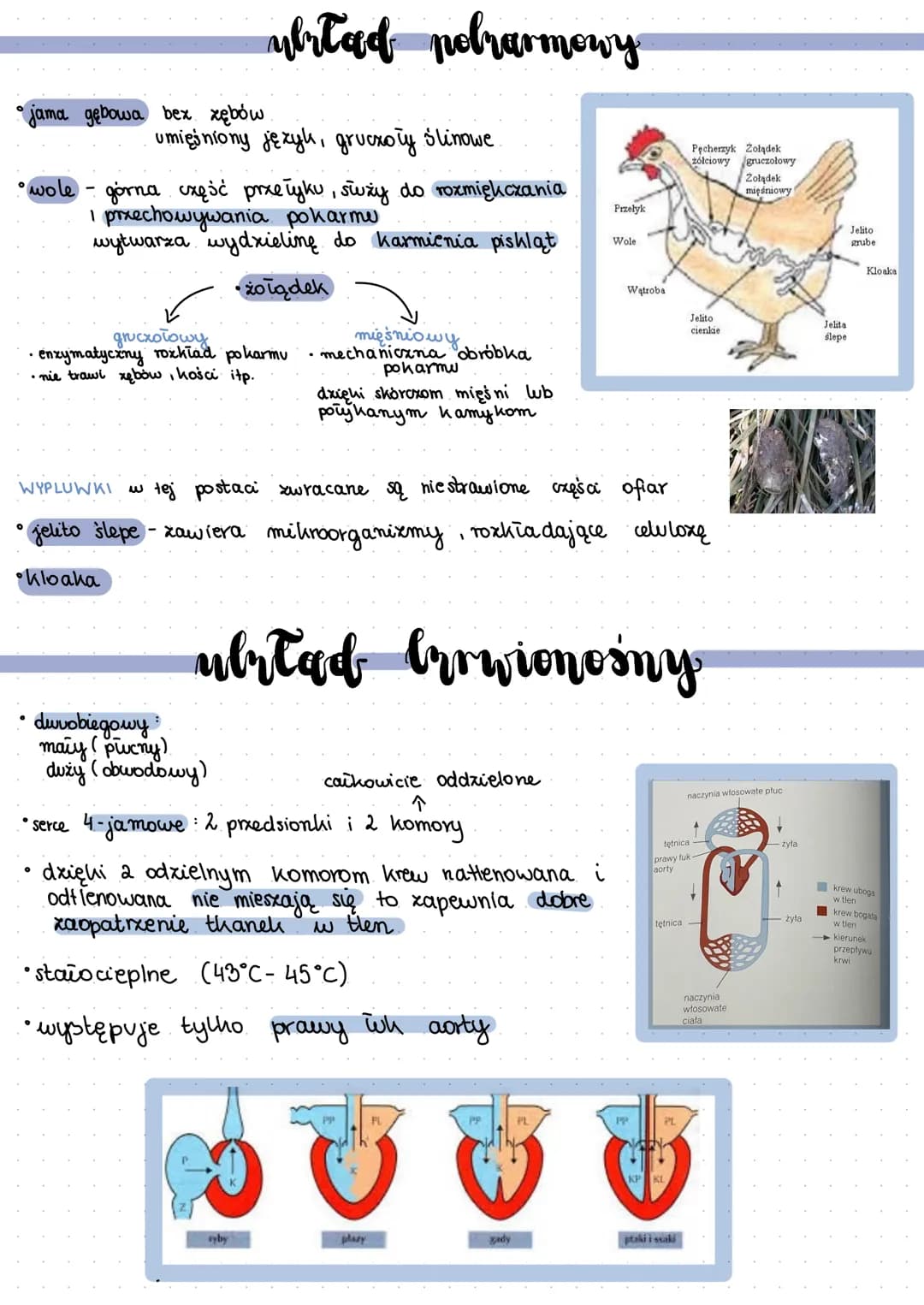 # ptalri
- żuchwowce,owodniowce, staïocieplne
- pierwotnie lądowe
- prxystosowane do lotu
- podwójne oddychanie
- pochodzą od gadów
po