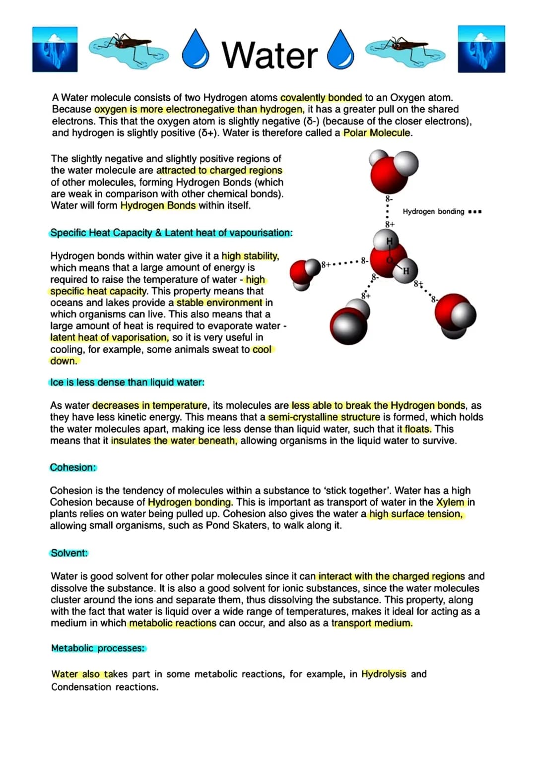 # Water
A Water molecule consists of two Hydrogen atoms covalently bonded to an Oxygen atom.
Because oxygen is more electronegative than hy
