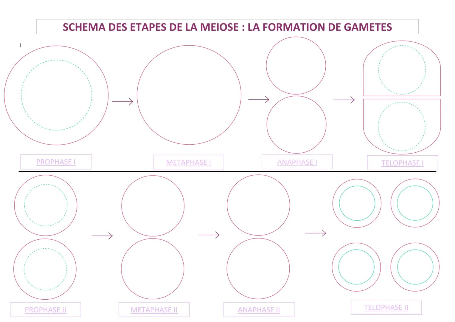 SCHEMA DES ETAPES DE LA MEIOSE: LA FORMATION DE GAMETES
PROPHASE I
METAPHASE I
ANAPHASE I
TELOPHASE I
PROPHASE II
METAPHASE II
ANAPHA