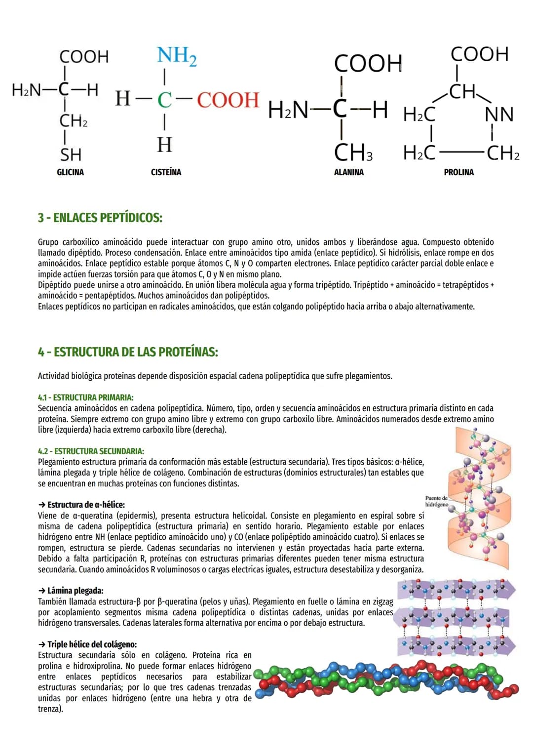 # TEMA 4 - PROTEÍNAS:
1- CARACTERÍSTICAS GENERALES:
Proteínas son moléculas orgánicas más abundantes, 50% peso celular seco. Importancia p