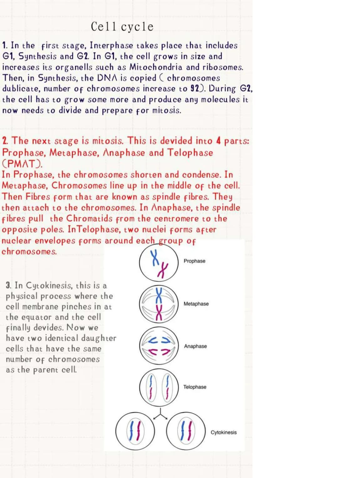 # THE CELL CYCLE
Stage 3: Cytokinesis
(cell devides)
Cell Growth
G1
Stage 2:
Mitosis
(nuclear
devision to
form two
daughter
cells)
Cell Divi