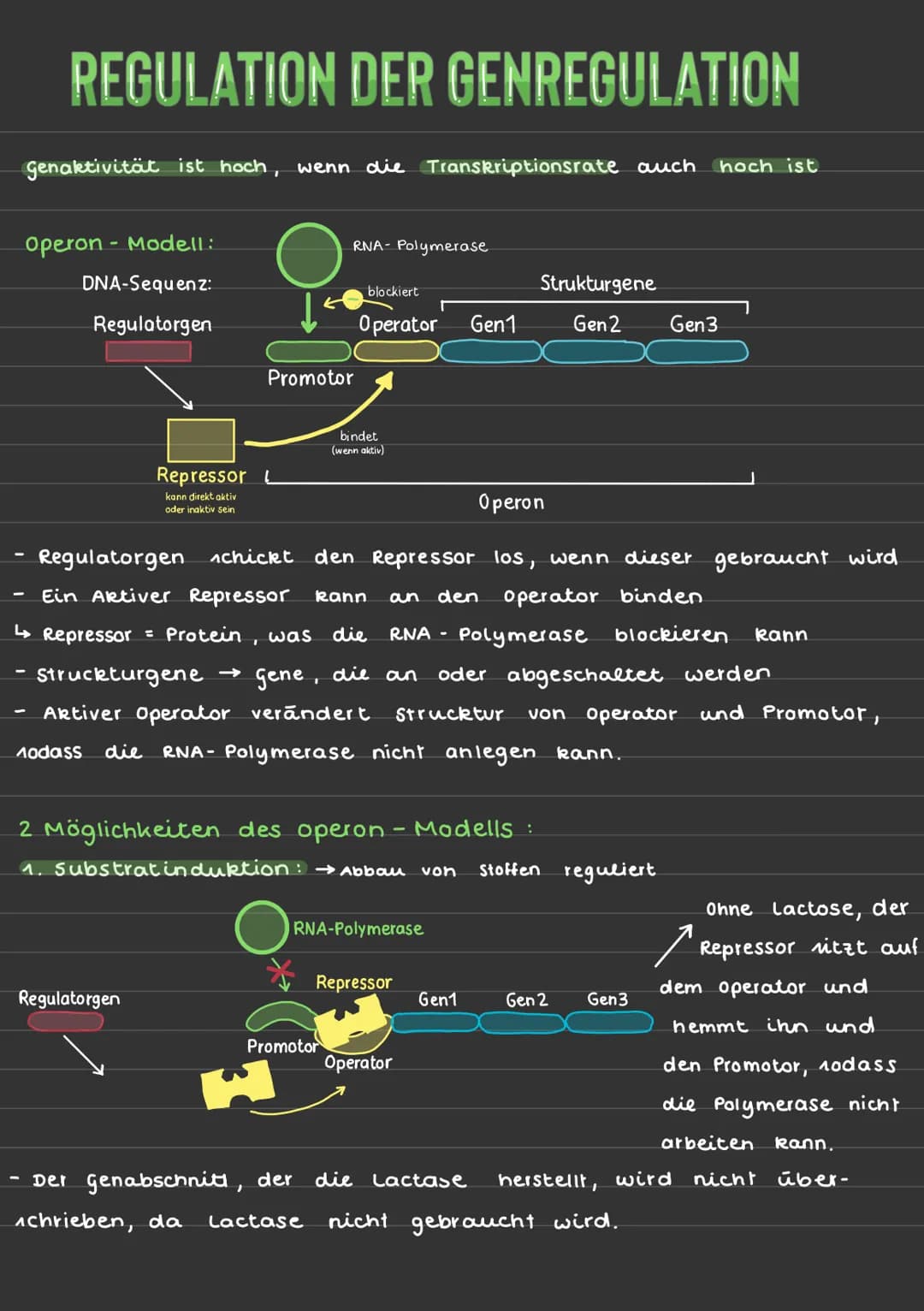# REGULATION DER GENREGULATION
Genaktivität ist hoch, wenn die Transkriptionsrate auch hoch ist
Operon Modell:
DNA-Sequenz:
Regulatorgen