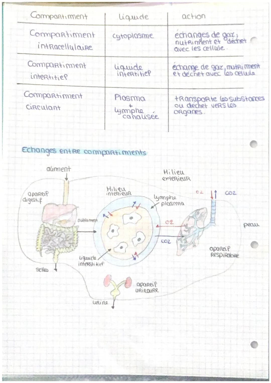 Milieu intérieur
Compartiments liquidiens
• L'eau Représente 60% du corg humain environ
40 Litre.
20%
Compartiment
extracellulaire
40%
c