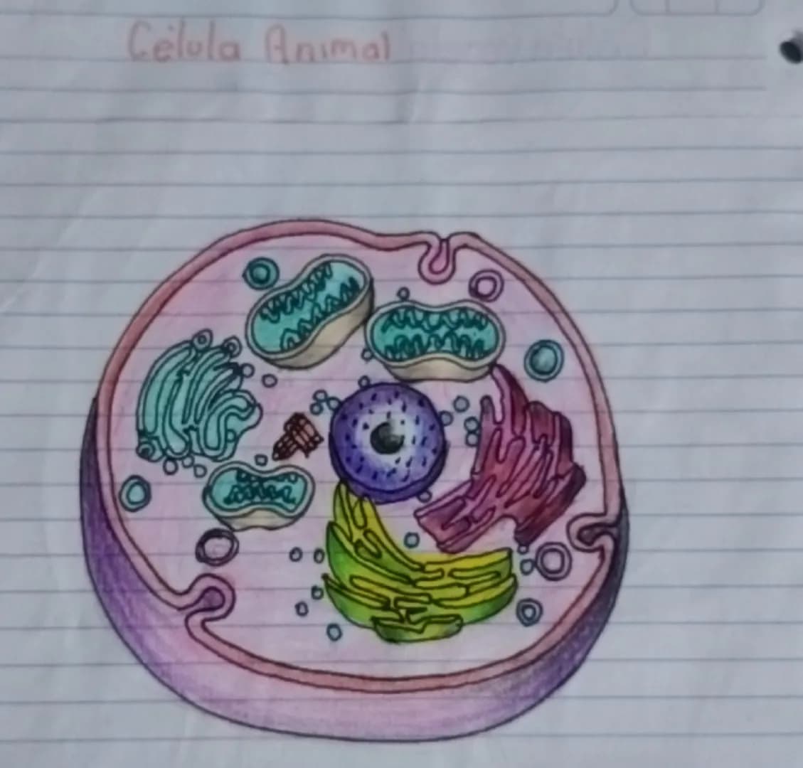 # Celula Animal