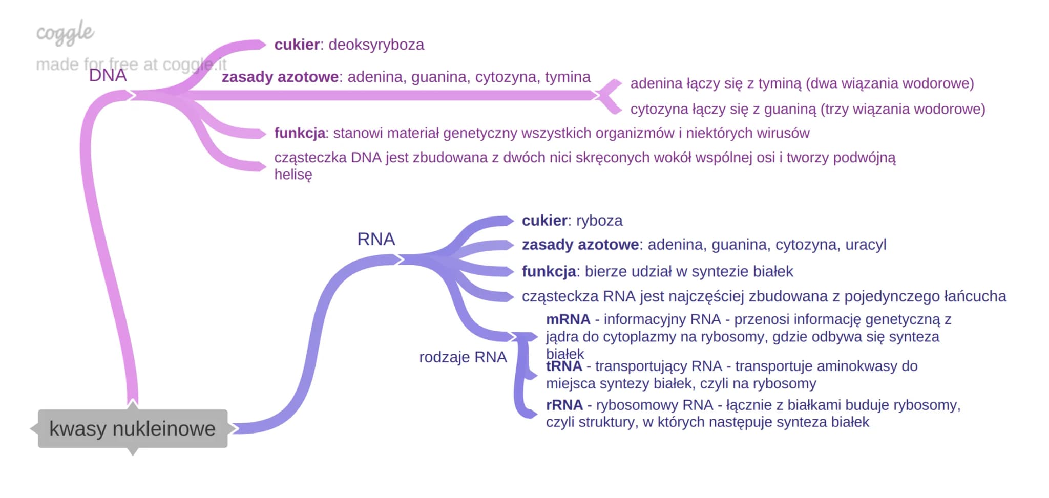 coggle
cukier: deoksyryboza
made for free at coggle.it
DNA
zasady azotowe: adenina, guanina, cytozyna, tymina
kwasy nukleinowe
aden