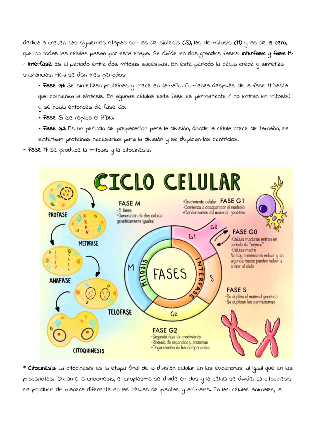 # Reproducción
celular:
Mitosis
y
meiosis # Reproducción celular
Es el proceso por el que una célula (llamada célula madre) da lugar a