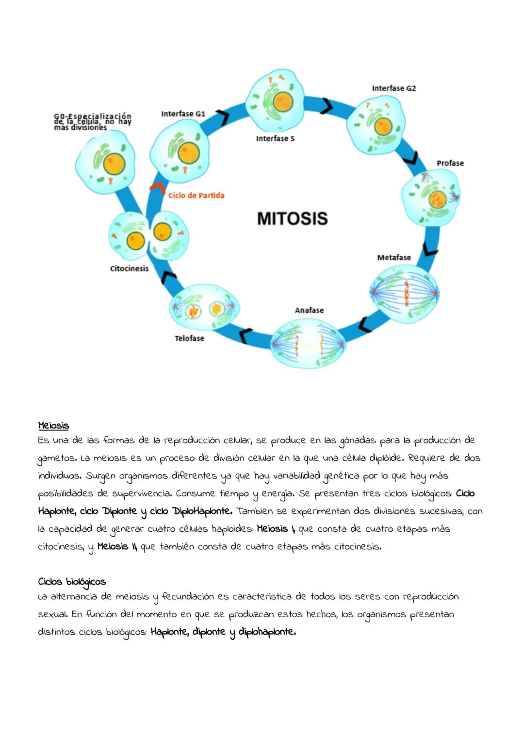 # Reproducción
celular:
Mitosis
y
meiosis # Reproducción celular
Es el proceso por el que una célula (llamada célula madre) da lugar a