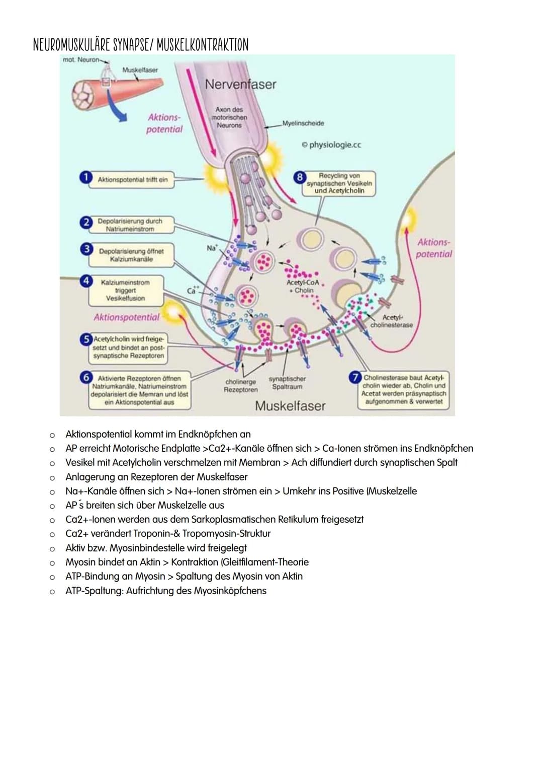 NEUROBIOLOGIE # NEUROBIOLOGIE
Verhalten: Reiz-Reaktions-Schema
Reiz >>>>>>>>>>>>>>>>>>>>>>>>> ZNS >>>>>>>>>>>>>>>>>>>>>>>>>>> Reaktion
Pe