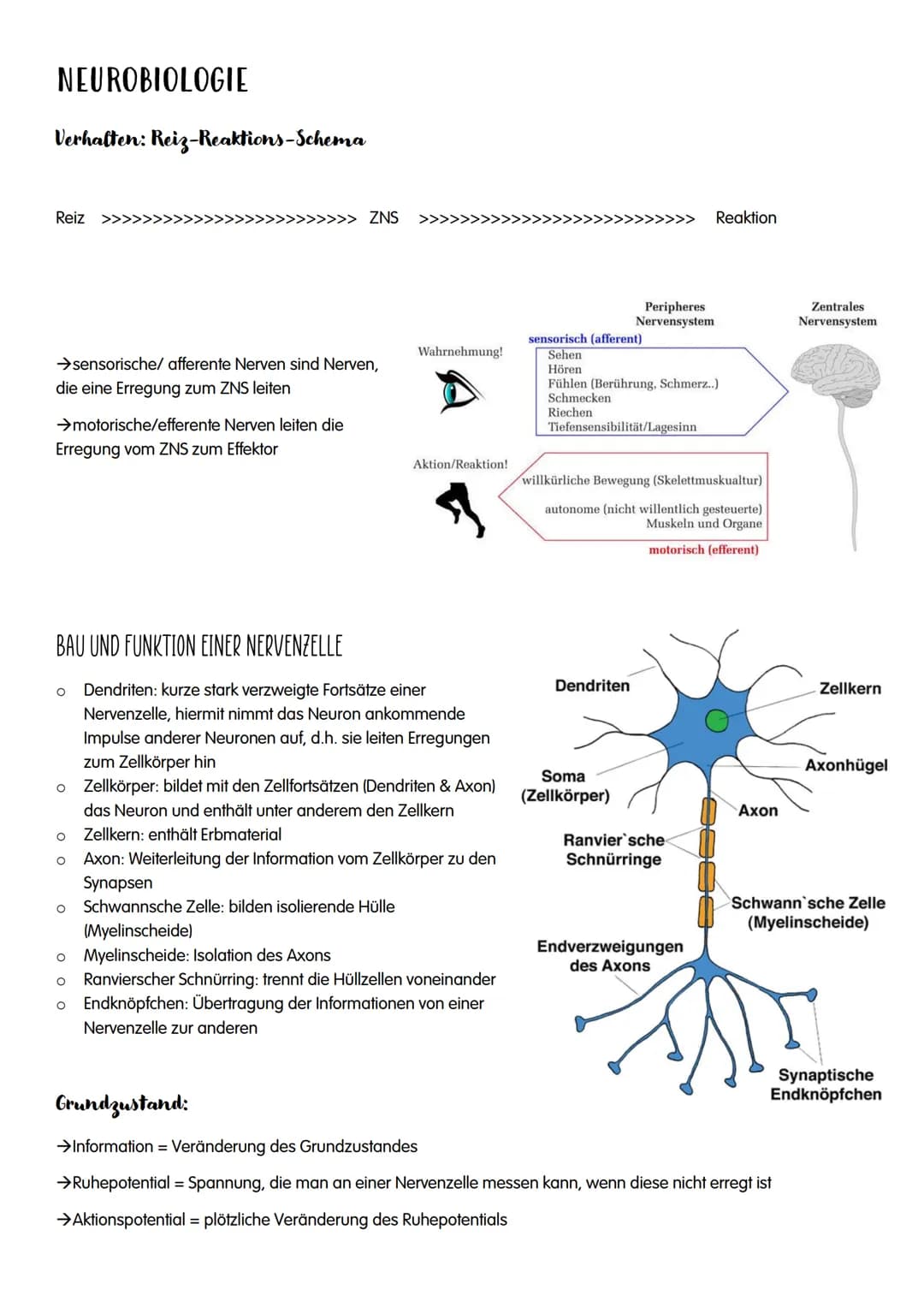 NEUROBIOLOGIE # NEUROBIOLOGIE
Verhalten: Reiz-Reaktions-Schema
Reiz >>>>>>>>>>>>>>>>>>>>>>>>> ZNS >>>>>>>>>>>>>>>>>>>>>>>>>>> Reaktion
Pe