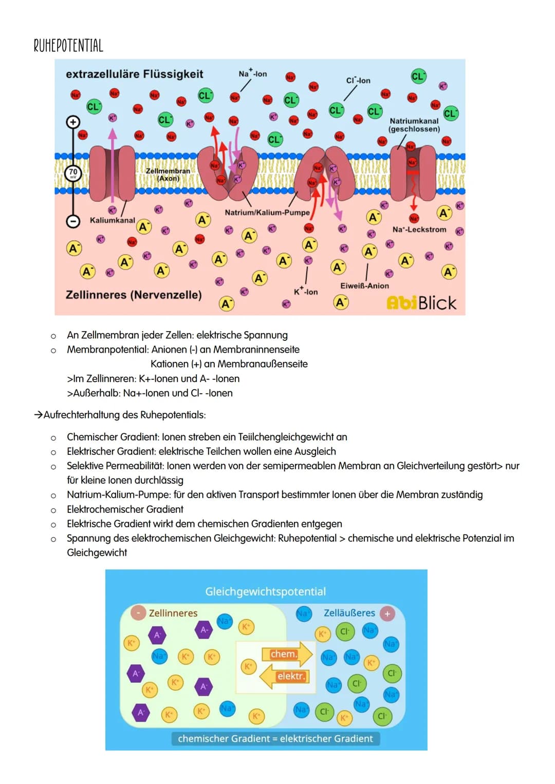 NEUROBIOLOGIE # NEUROBIOLOGIE
Verhalten: Reiz-Reaktions-Schema
Reiz >>>>>>>>>>>>>>>>>>>>>>>>> ZNS >>>>>>>>>>>>>>>>>>>>>>>>>>> Reaktion
Pe