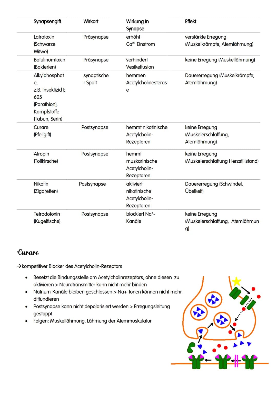 NEUROBIOLOGIE # NEUROBIOLOGIE
Verhalten: Reiz-Reaktions-Schema
Reiz >>>>>>>>>>>>>>>>>>>>>>>>> ZNS >>>>>>>>>>>>>>>>>>>>>>>>>>> Reaktion
Pe