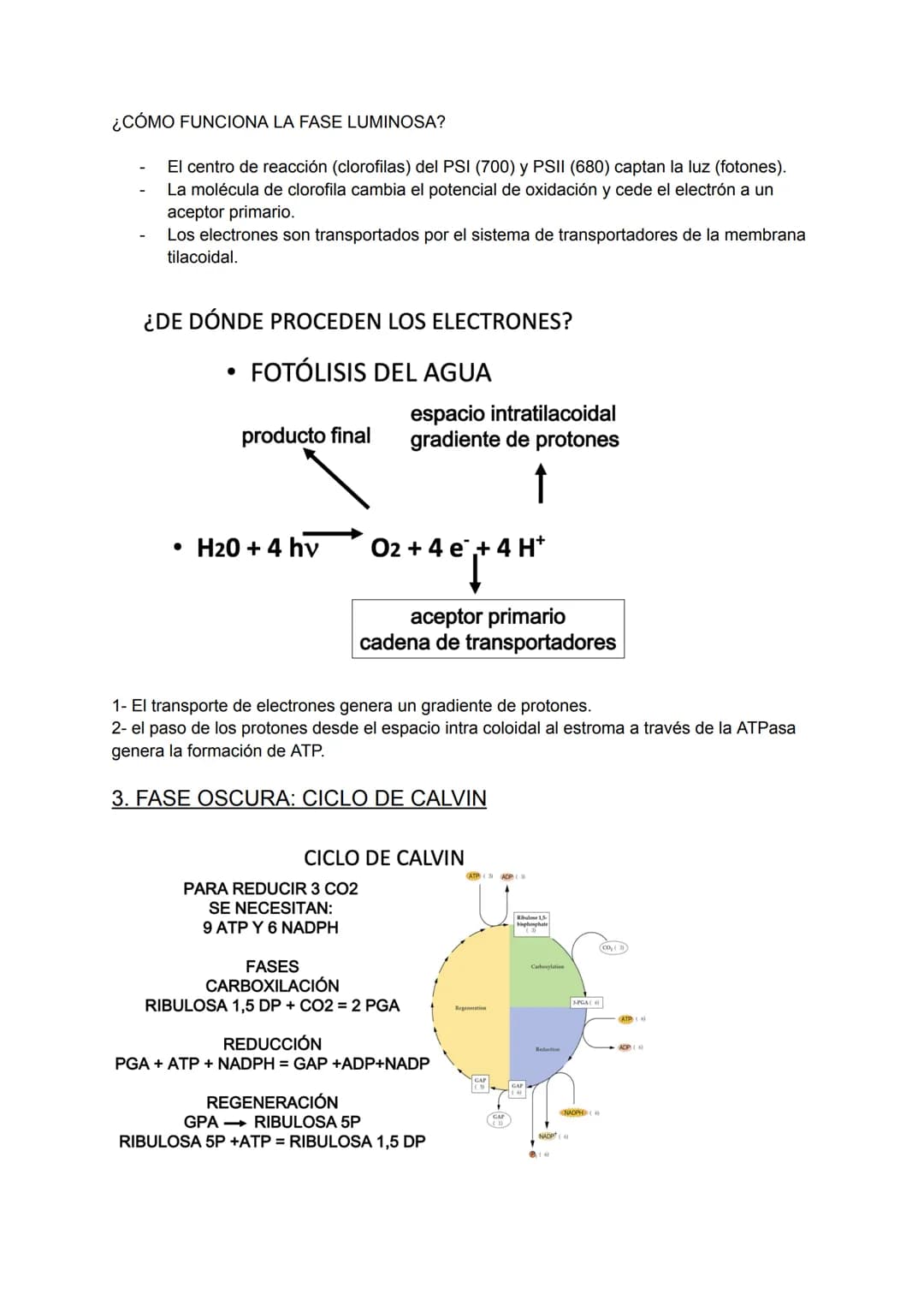# TEMA 21. FOTOSÍNTESIS
1.CONCEPTO:
Conversión de energía luminosa en energía química para ser utilizada en la síntesis de
compuestos orgá