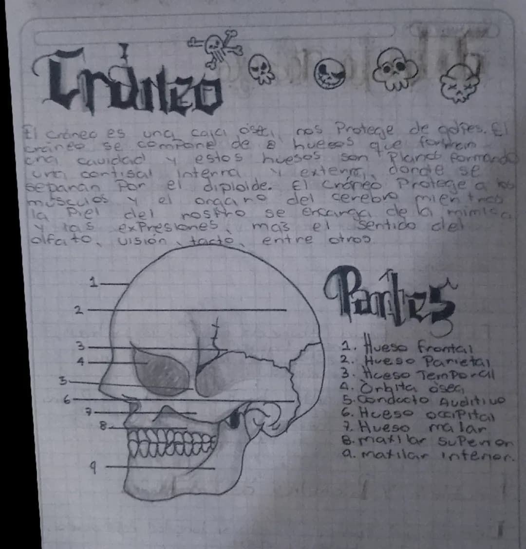 جمعہ
El craneo es una cajki iseci nos Protege de gapes. El
cranee se compone de & hueres que
enca cavidad y estos huesos son & Plans
Lura c