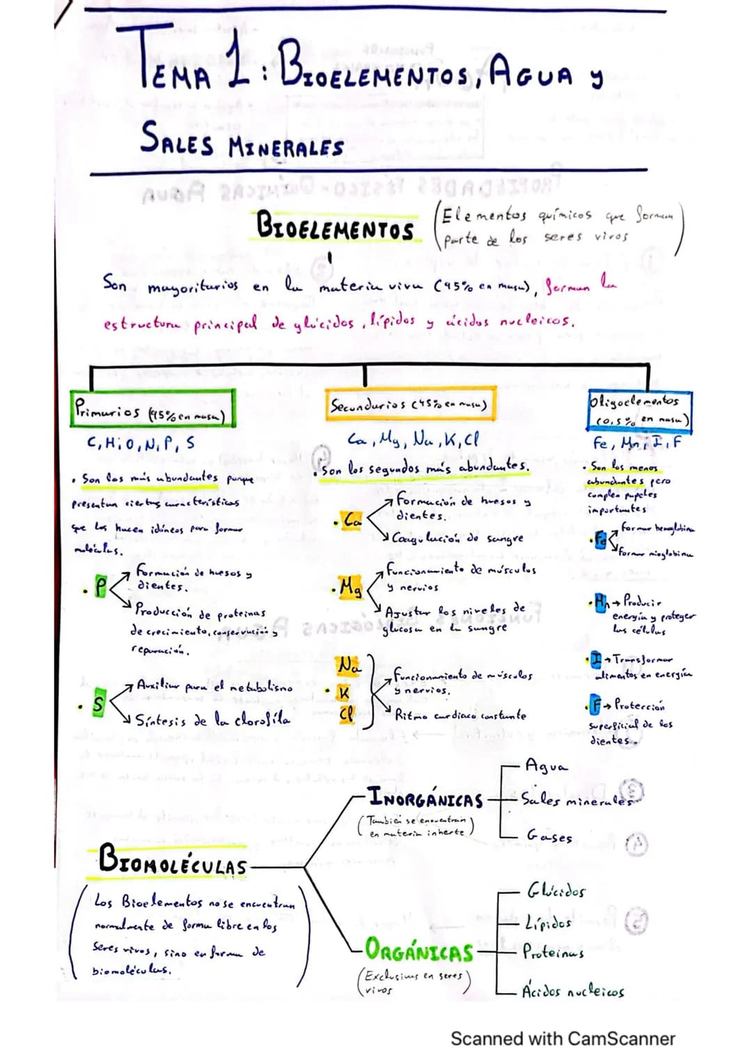 # TEMA 1: BIOELEMENTOS, AGUA Y
SALES MINERALES
AUBA RASIMONT
BIOELEMENTOS F
Son mayoritarios en
Elementos químicos que formom
parte de lo