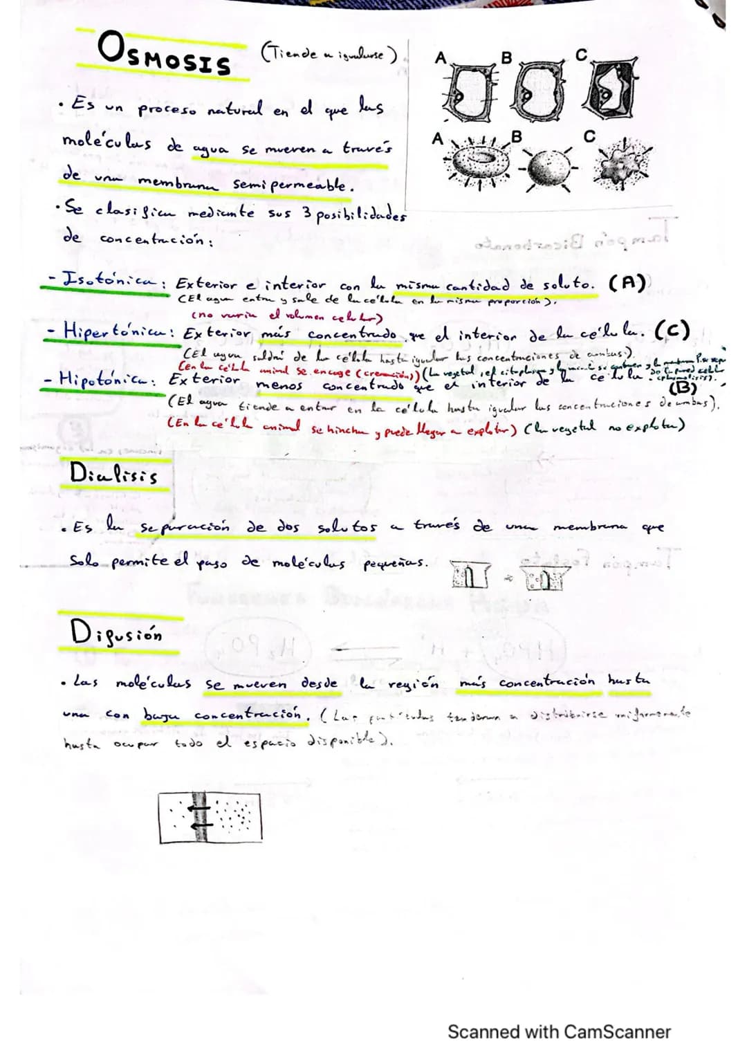 # TEMA 1: BIOELEMENTOS, AGUA Y
SALES MINERALES
AUBA RASIMONT
BIOELEMENTOS F
Son mayoritarios en
Elementos químicos que formom
parte de lo