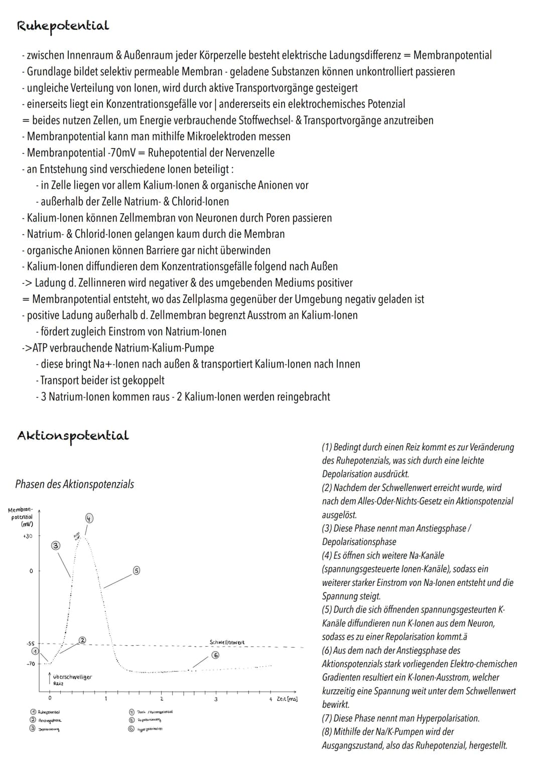 Q3
Neurobiologie # BIOLOGY Abitur Checkliste - Themenübersicht
Neurobiologie
Bau und Funktion der Nervenzelle: Ruhepotenzial, Aktionspoten